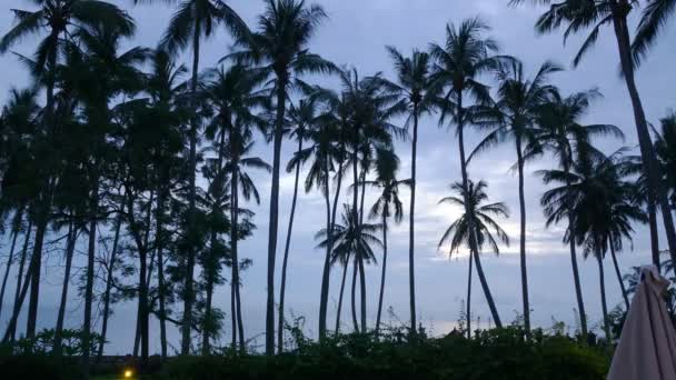 Схід сонця на тропічному узбережжі з пальмовим гаєм, проміжок часу — стокове відео