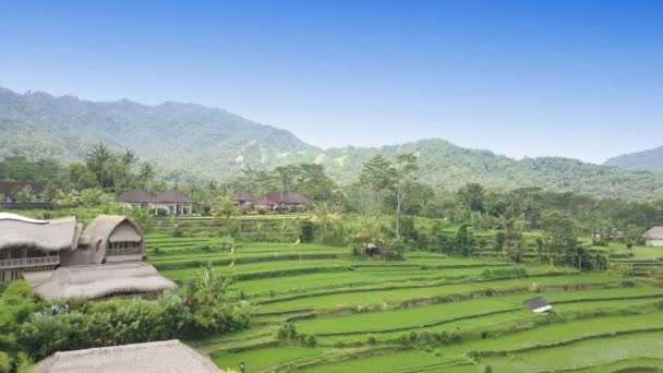 Aero view from drone on rice terraces of mountain and house of farmers. Bali, Indonesia — Stock Video