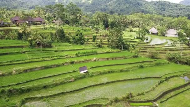 Vista aérea desde dron en terrazas de arroz de montaña y casa de agricultores. Bali, Indonesia — Vídeo de stock