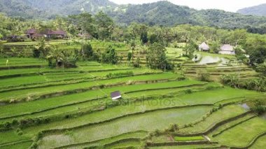 Drone Aero görünümünden pirinç terasları Dağı'nın ve çiftçilerin evi. Bali, Endonezya