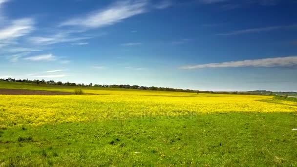 Aero pohled z dron v poli řepky Brassica napus ve slunečný den — Stock video