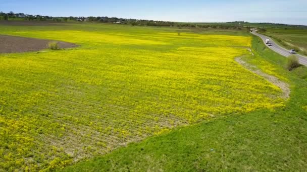 Aero utsikt från drone i fältet av raps Brassica napus i soliga dag — Stockvideo