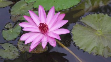 pembe Lotus çiçekleri bir rezervuar indirdik