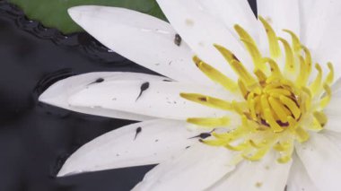 Kurbağa yavrusu kuyruksuz bir amfibi larva ve beyaz Lotus çiçeği bir rezervuar ortaya