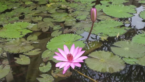 Blüten aus rosa Lotus haben in einem Reservoir enthüllt — Stockvideo