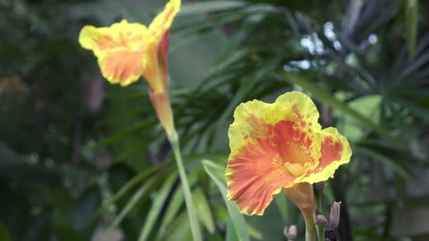 Λουλούδια Amaryllis σε ηλιόλουστη μέρα — Αρχείο Βίντεο