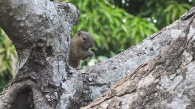 Bir ağaçta oturuyor ortak treeshrew yiyor fındık