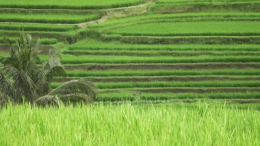 Pirinç terasları Dağı'nın ve çiftçilerin Jatiluwih Bali, Endonezya ev görüntüleme