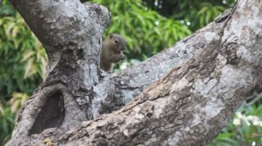Bir ağaçta oturuyor ortak treeshrew yiyor fındık