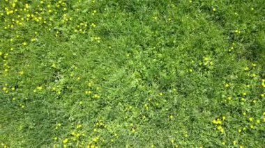 Güneşli bir gün alanında sarı çiçek alan dandelions Aero ara