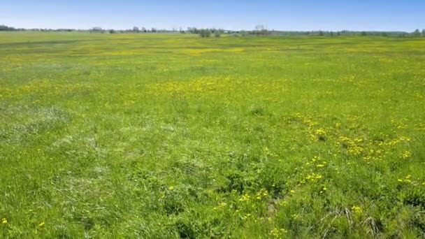 Aero mirada en campo de florecimiento dientes de león amarillo en día soleado — Vídeos de Stock