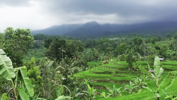 Vista sobre terraços de arroz de montanha e casa de agricultores Jatiluwih Bali, Indonésia — Vídeo de Stock