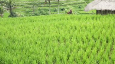 Pirinç terasları Dağı'nın ve çiftçilerin Jatiluwih Bali, Endonezya ev görüntüleme