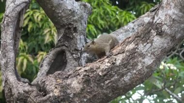 Bir ağaçta oturuyor ortak treeshrew yiyor fındık