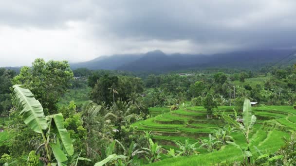 Näkymä riisin terassit vuoren ja talon viljelijöiden Jatiluwih Bali, Indonesia — kuvapankkivideo