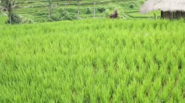 Pirinç terasları Dağı'nın ve çiftçilerin Jatiluwih Bali, Endonezya ev görüntüleme