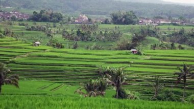 Pirinç terasları Dağı'nın ve çiftçilerin Jatiluwih Bali, Endonezya ev görüntüleme