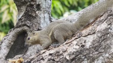 Bir ağaçta oturuyor ortak treeshrew yiyor fındık