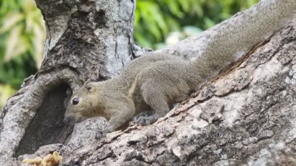 De gemeenschappelijke toepaja eet noten zittend op een boom — Stockvideo