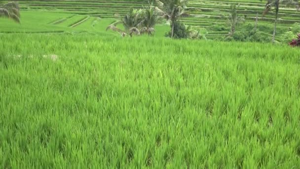 Vista sobre terrazas de arroz de montaña y casa de agricultores Jatiluwih Bali, Indonesia — Vídeo de stock