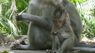Uzun kuyruklu makak da bilinen Yengeç yiyen makak, Macaca fascicularis,