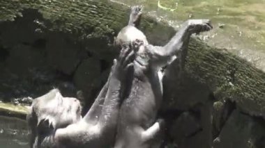 Uzun kuyruklu makak da bilinen Yengeç yiyen makak, Macaca fascicularis,