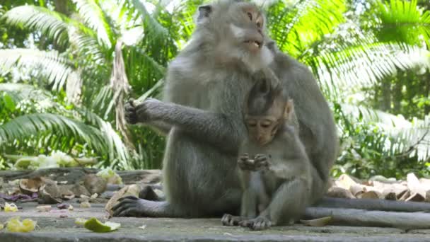 De Krabbenetende makaak, Macaca fascicularis, ook bekend als de lang staart Makaak — Stockvideo