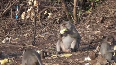 Uzun kuyruklu makak da bilinen Yengeç yiyen makak, Macaca fascicularis,