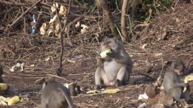 Uzun kuyruklu makak da bilinen Yengeç yiyen makak, Macaca fascicularis,