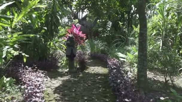 Tropisk trädgård i solig dag, Bali, Indonesien — Stockvideo