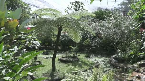 在阳光明媚的日子，印度尼西亚巴厘岛的热带花园 — 图库视频影像