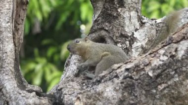 Bir ağaçta oturuyor ortak treeshrew yiyor fındık