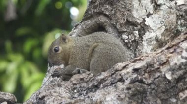 Bir ağaçta oturuyor ortak treeshrew yiyor fındık