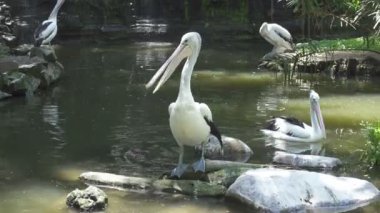 Pelikan aileyi Pelecanidae yapar büyük su kuşları cinsi vardır