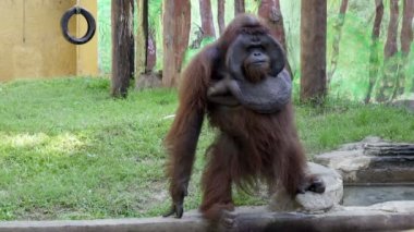 Ayrıca orangutans orang-utan, orangutang veya cins Pongo orangutan-utang sınıflandırılmış