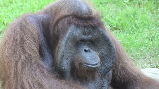 Orangutani také hláskoval orangutana, orangutan nebo orangutan inzerátů z rodu Pongo — Stock video