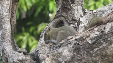 Bir ağaçta oturuyor ortak treeshrew yiyor fındık