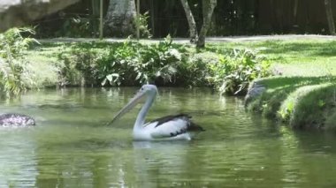 Pelikan aileyi Pelecanidae yapar büyük su kuşları cinsi vardır