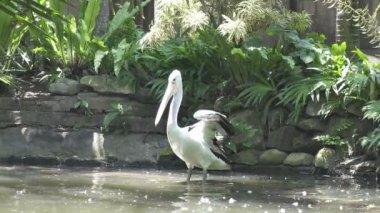 Pelikan aileyi Pelecanidae yapar büyük su kuşları cinsi vardır