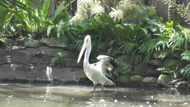 Pelikaner är ett släkte av stora vatten fåglar som gör upp familjen Pelecanidae — Stockvideo
