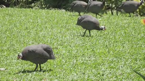 Wild Guinee kip op een groen gras — Stockvideo