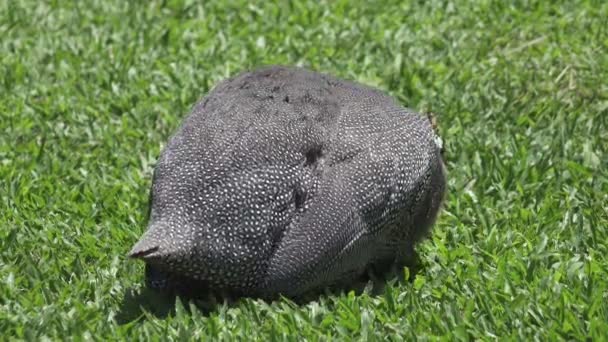 Wild guinea hen on a green grass — Stock Video