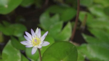 Çiçekler beyaz Lotus bir rezervuar indirdik