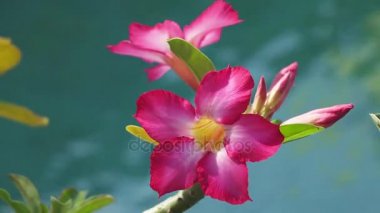 Kırmızı çiçekler Adenium arka planı mavi su