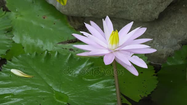 Blüten des weißen Lotus haben sich in einem Reservoir offenbart — Stockvideo