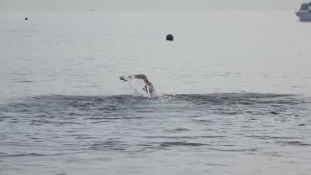 Der junge Mann schwimmt im Meer von der Küste Freestyle — Stockvideo