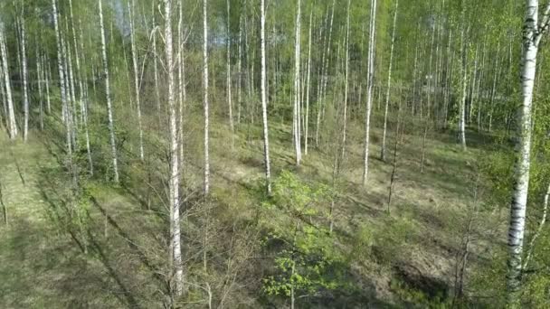 Вид з дрона на березовий ліс в літній сонячний день — стокове відео