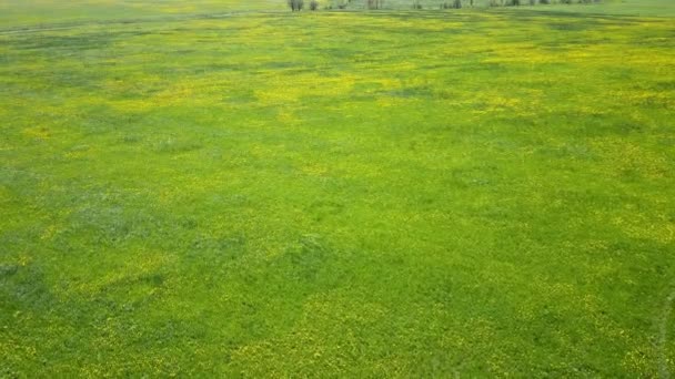 Aéro regarder dans le champ de pissenlits jaunes en fleurs dans la journée ensoleillée — Video
