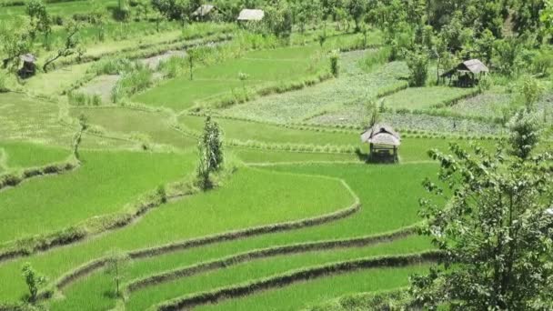 Aero zicht op rijstvelden van Berg en huis van boeren. Bali, Indonesië — Stockvideo