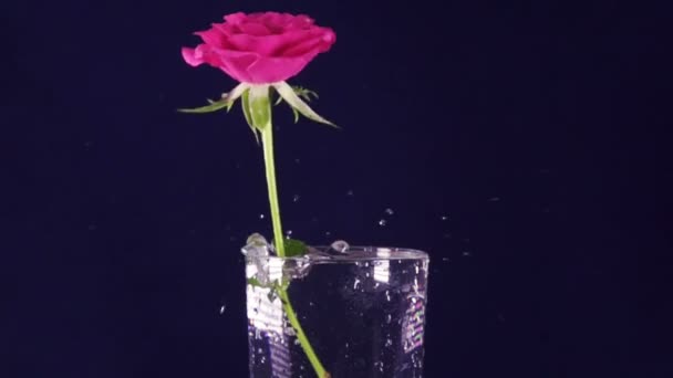 Su, yavaş hareket ile bir vazoda kırmızı gül yavaş yavaş düşmek — Stok video